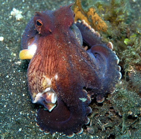 Octopuses Carry Coconut Shells to Use For Shelter Later