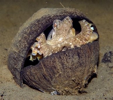 Octopuses Carry Coconut Shells to Use For Shelter Later